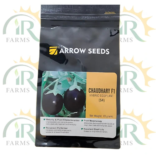 Chaudhary F1 Hybrid Eggplant Seeds - 10g High-Yield Brinjal Variety