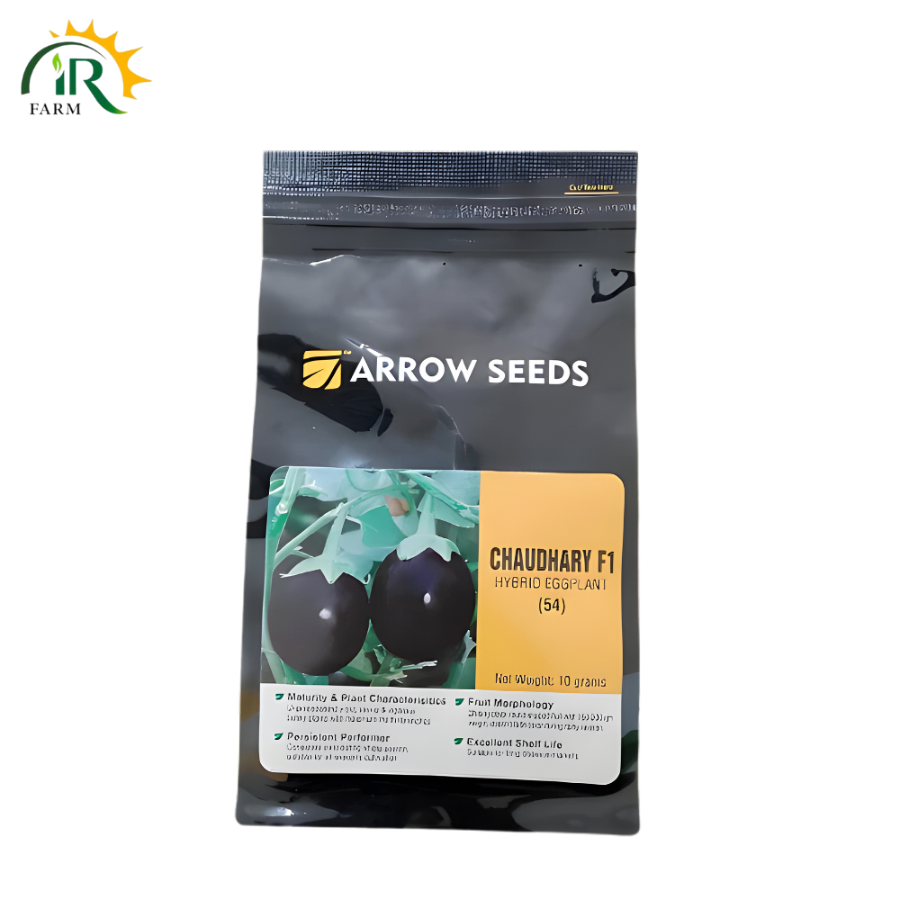Chaudhary F1 Hybrid Eggplant Seeds - 10g High-Yield Brinjal Variety