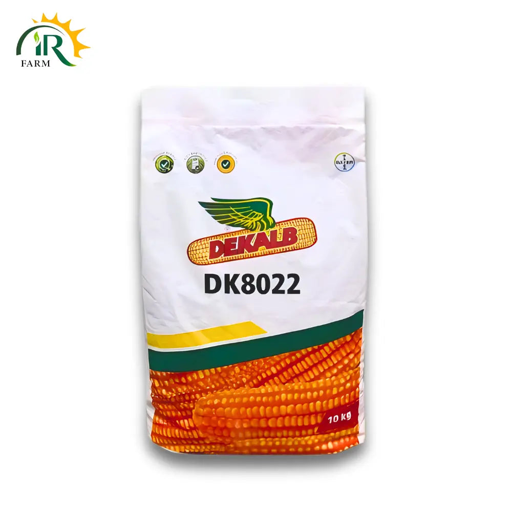 DK 8022 Hybrid Corn Seed - Premium Quality Maize Seeds for Increased Yield and Robust Growth