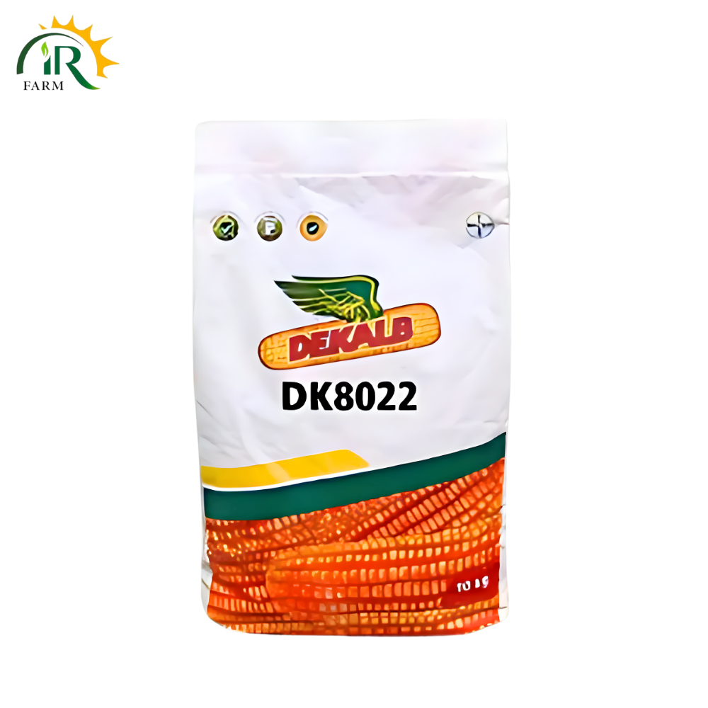 DK8022 Hybrid Corn Seed – 35,000 Kernels | Bayer Dekalb Maize (موسمی مکئی ہائبرڈ)