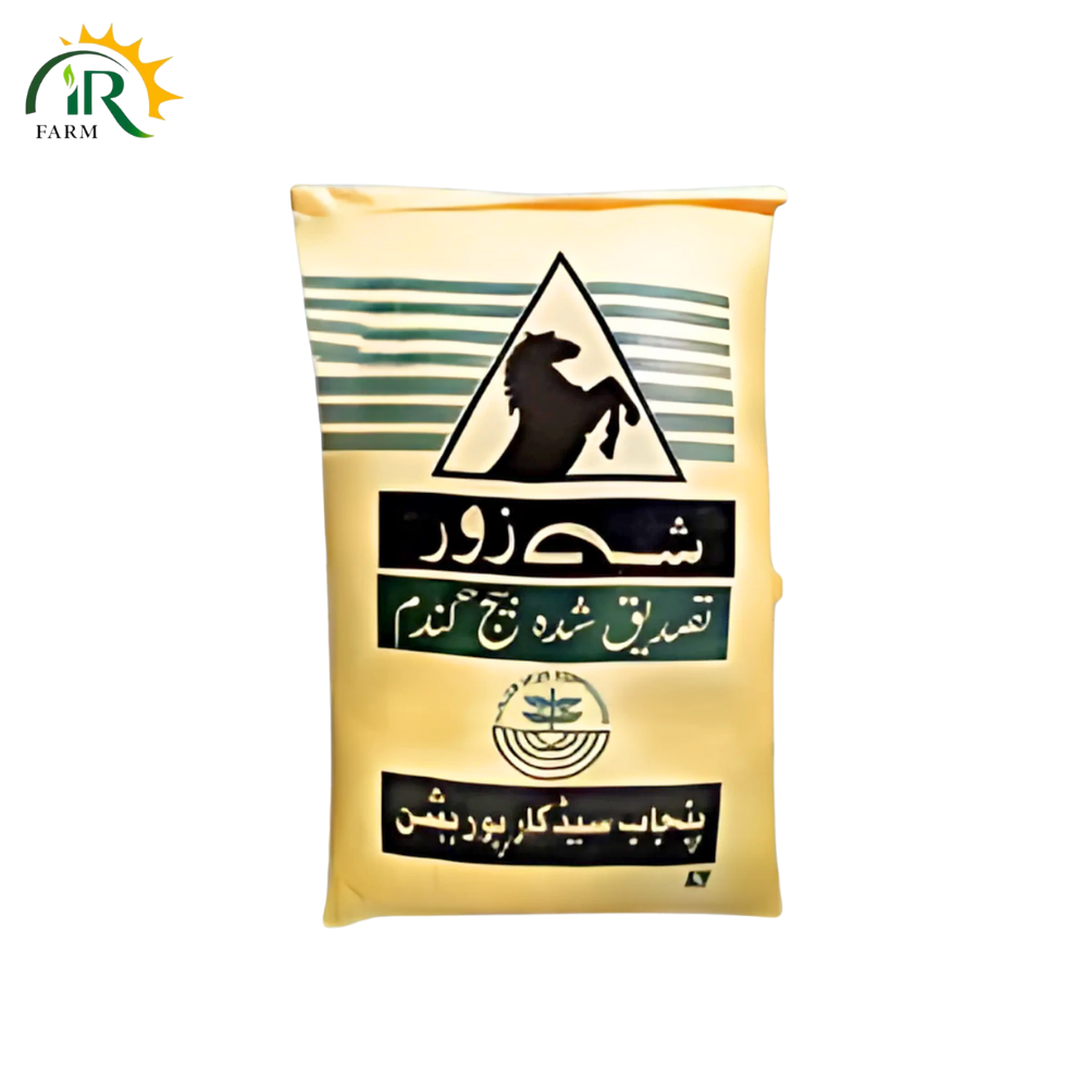 Dilkash Wheat Seed 50kg Punjab Seed Corporation Gandum Beej New Stock گندم کا بیج