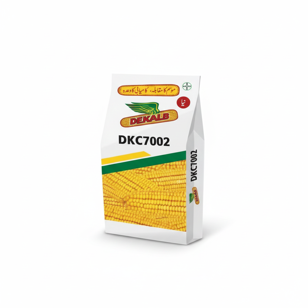 Dk 7002 Hybrid Corn Seed - Premium Hybrid Corn for Increased Yield and Faster Germination
