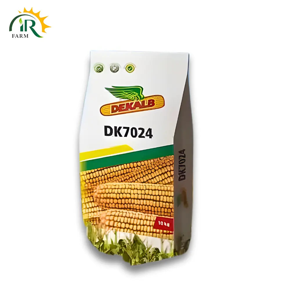 Dk 7024 Hybrid Corn Seed - High-Quality Hybrid Corn Seeds for Superior Yield and Crop Health