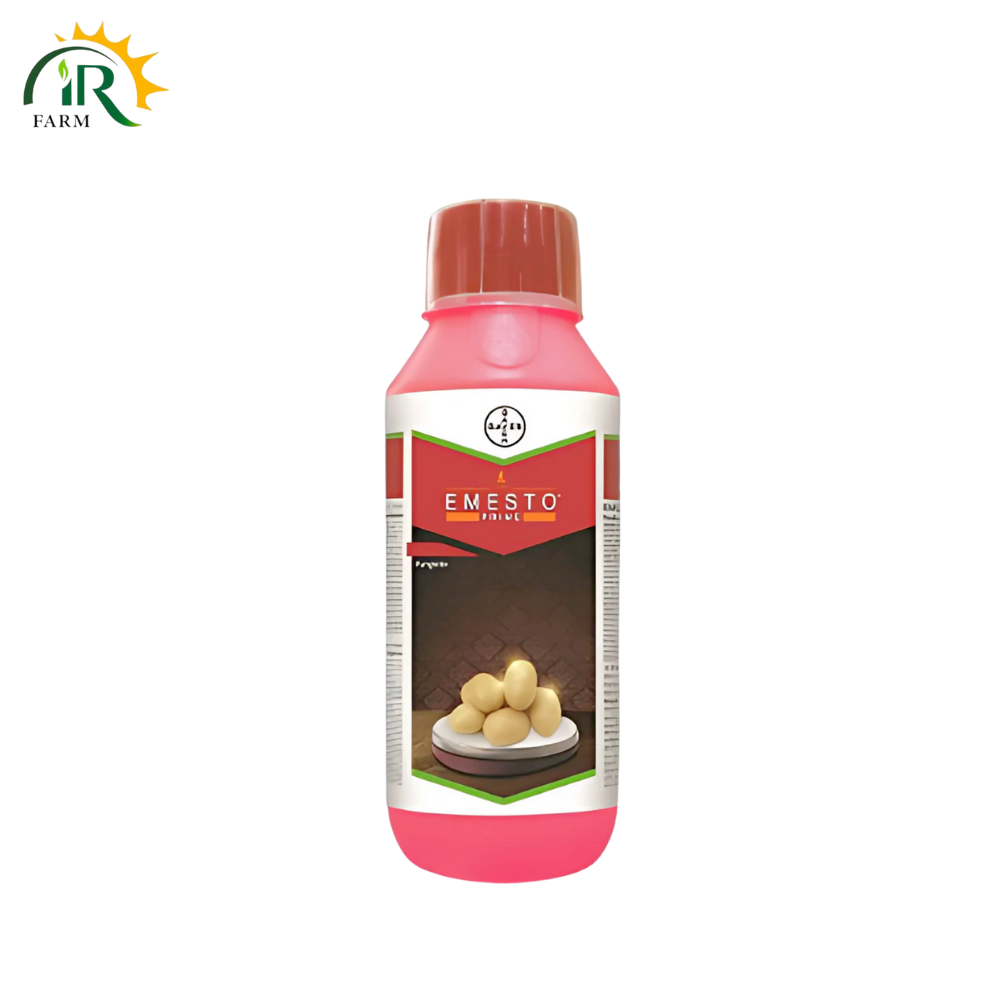 Emesto 24FS 160ml Penflufen 240FS Potato Bayer Crop Science For Seed Treatment Potato Seed Emisto Prime