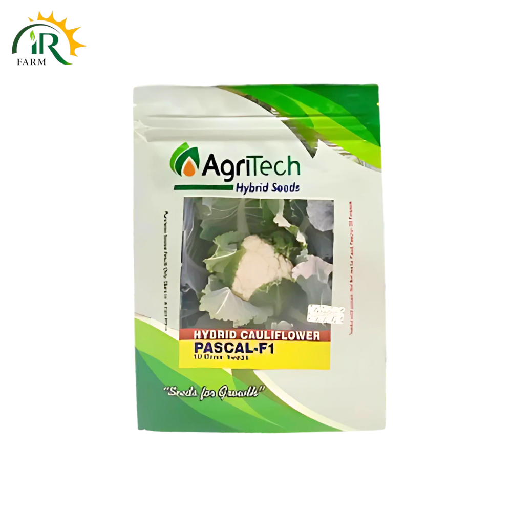 F1 Cauliflower Pascal 10GM – Hybrid Advanta-406 Seed | Green Gold Agritech