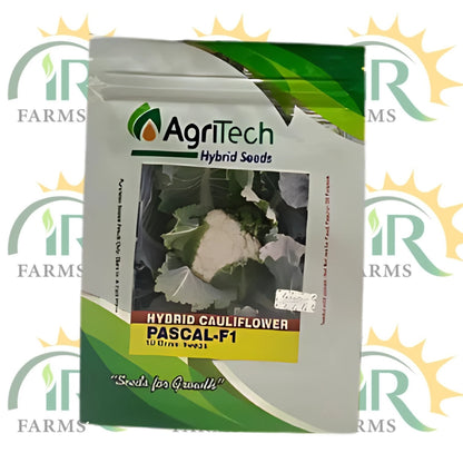 F1 Cauliflower Pascal 10GM – Hybrid Advanta-406 Seed | Green Gold Agritech