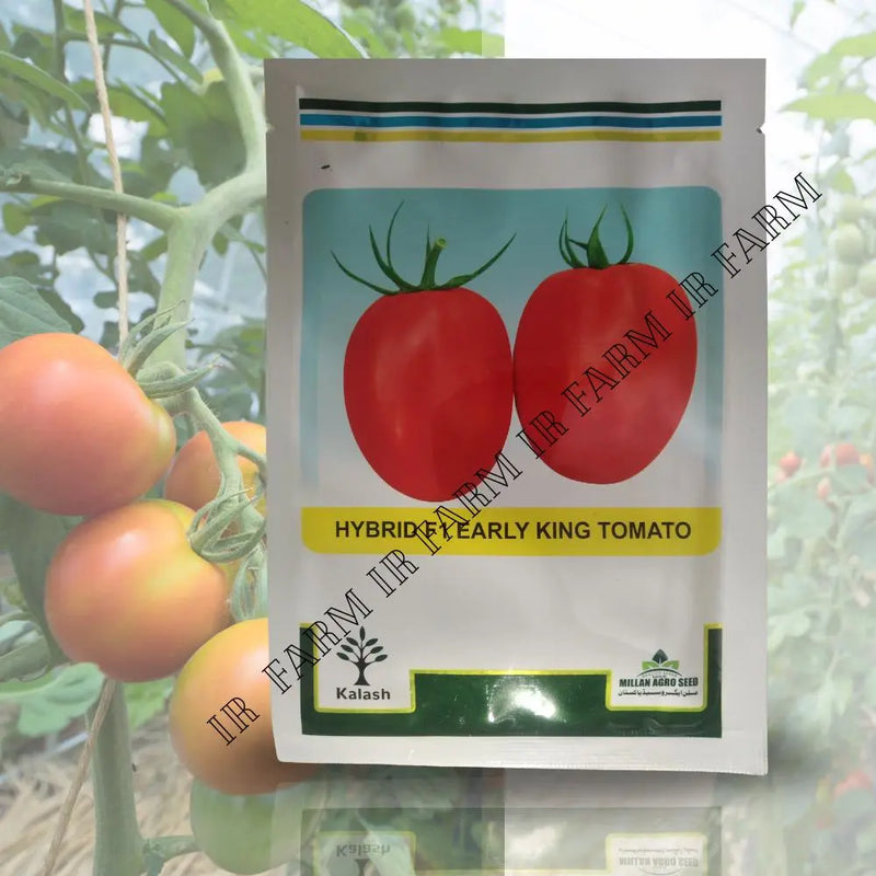 Hybrid F1 Early King Tomato IR Farm