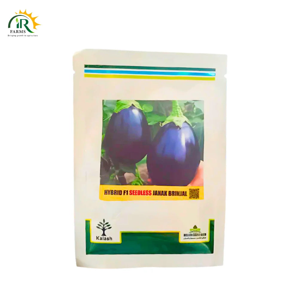 Hybrid F1 Seedless Janak Brinjal