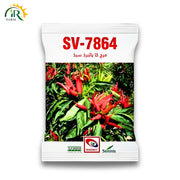 Hybrid F1 Hot Pepper SV 7864 Seeds(10gm) Seminis Vegetable Seeds for Productive, Healthy Hot Pepper Variety for Greenhouse & Open-Field.
