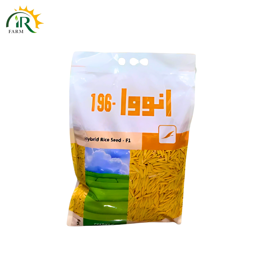 Hybrid Rice Seeds Innova 196