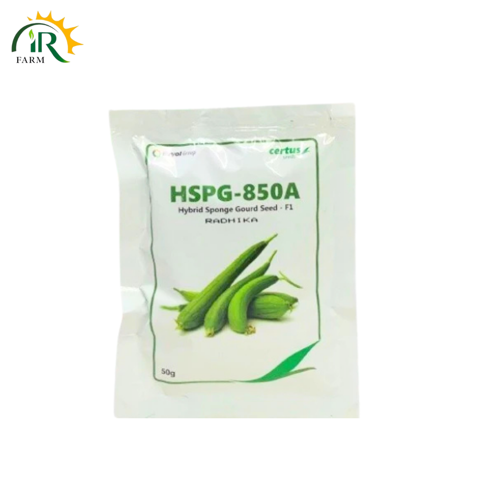 Hybrid Sponge Gourd Seed F1 HSPG 850A 50GM Radhika Tori beej Certus Seed Evyol Group Combagro Tori Ka Beej