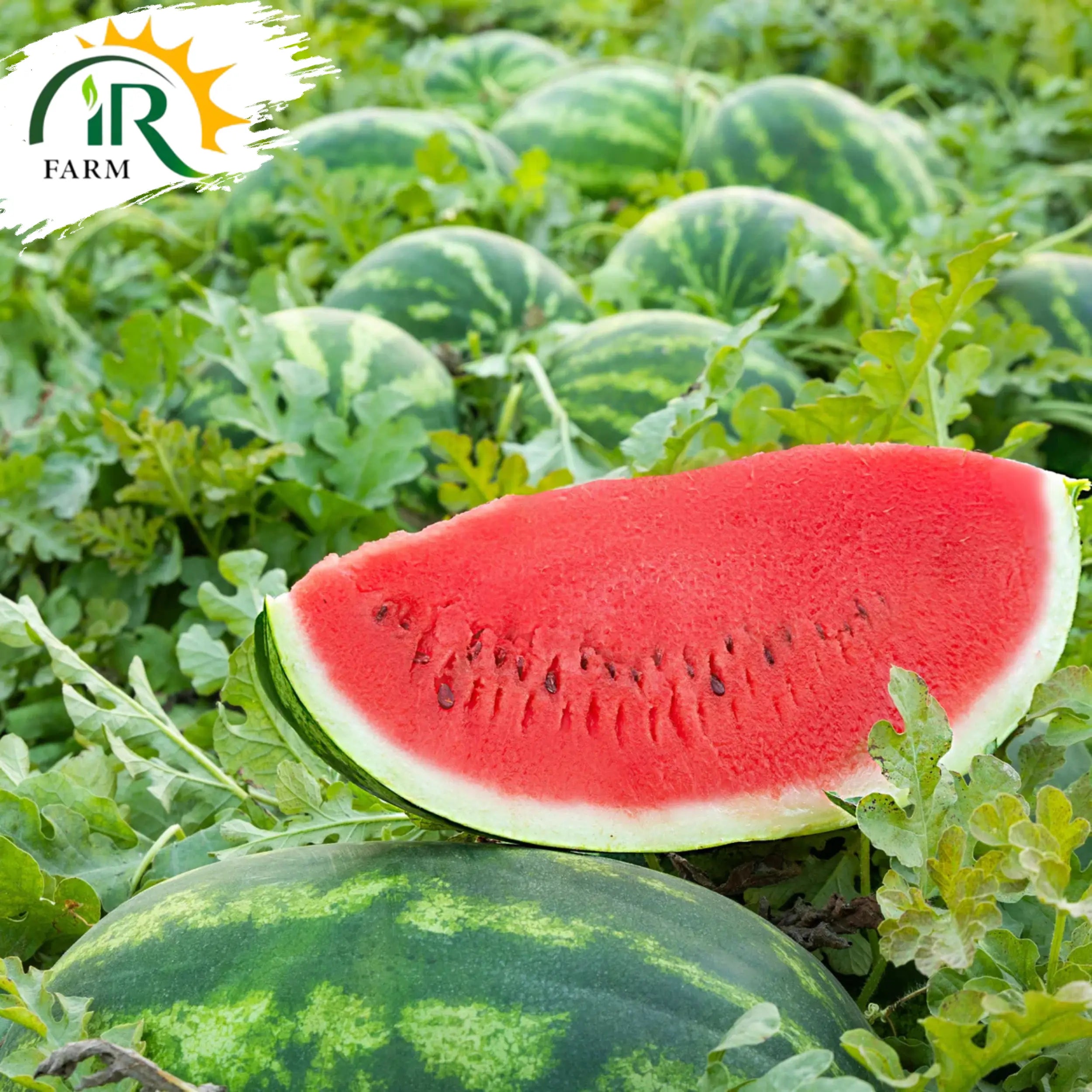 1401 Advanta F1 Hybrid Watermelon Seeds – 50gm | ICI Pakistan LCI | Red Flesh High Yield Tarbooz