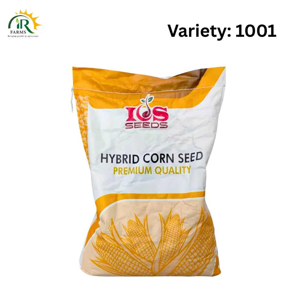ICS Hybrid Corn Seed 1001