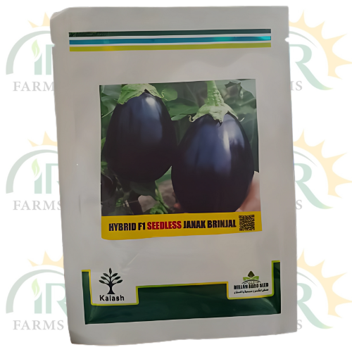 Hybrid F1 Seedless Janak Brinjal by Kalash Millan Agro Seeds