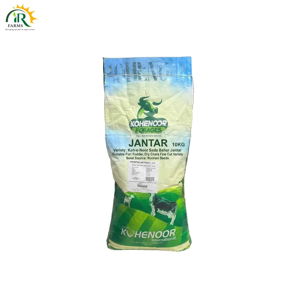 Jantar Seed Kohenoor Forages 10kg by Noorani Seeds 
