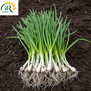 Payaz ki Paneeri 1kg – Healthy Onion Nursery Plants for Early Growth &amp; Better Yield