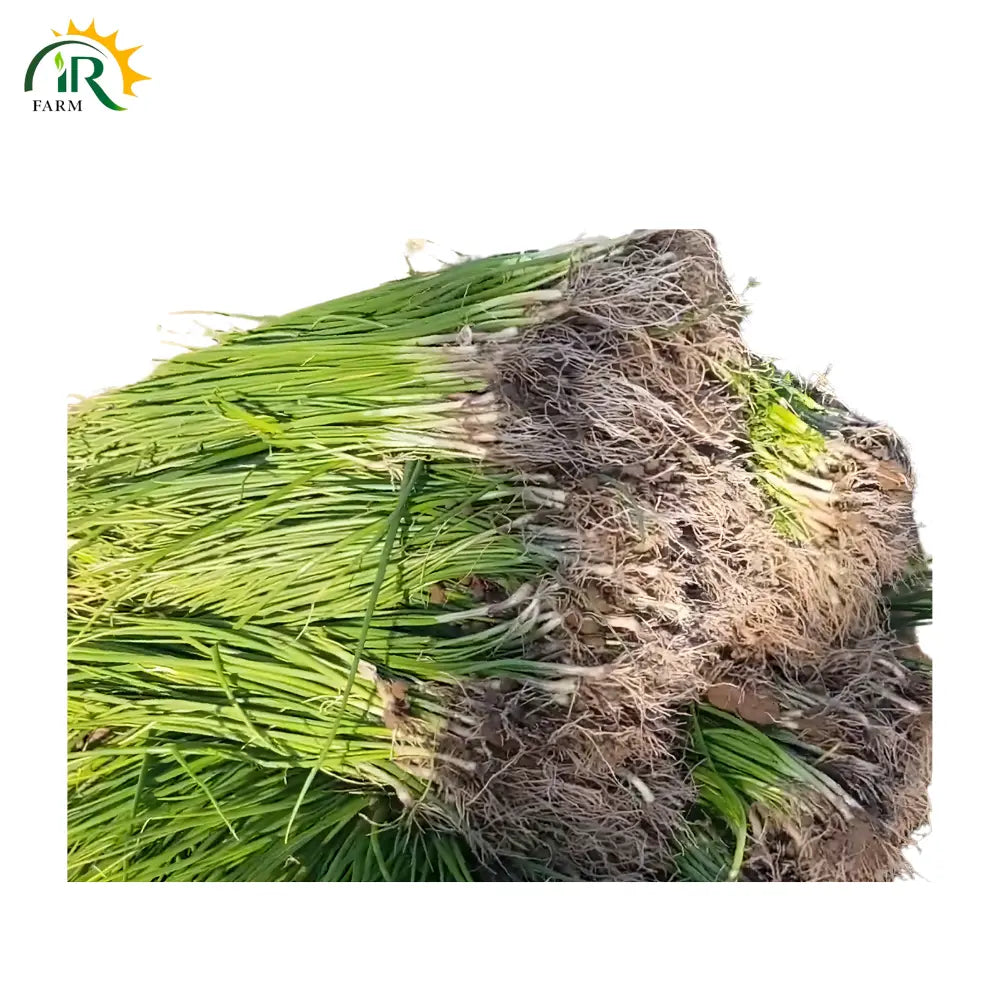 Payaz ki Paneeri 1kg – Healthy Onion Nursery Plants for Early Growth &amp; Better Yield