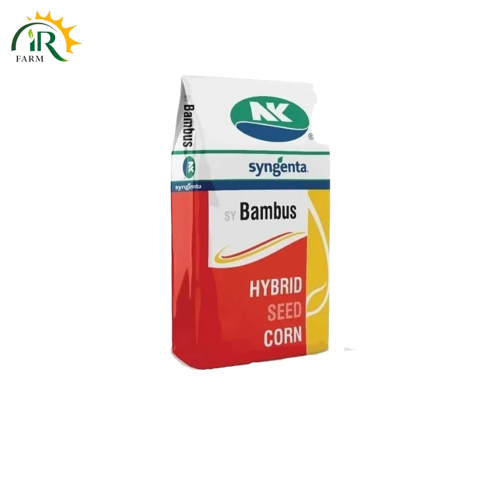 Bambus Hybrid Corn Seed (35,000 Kernels) by Syngenta  – High-Yield Maize Crop for Silage & Grain