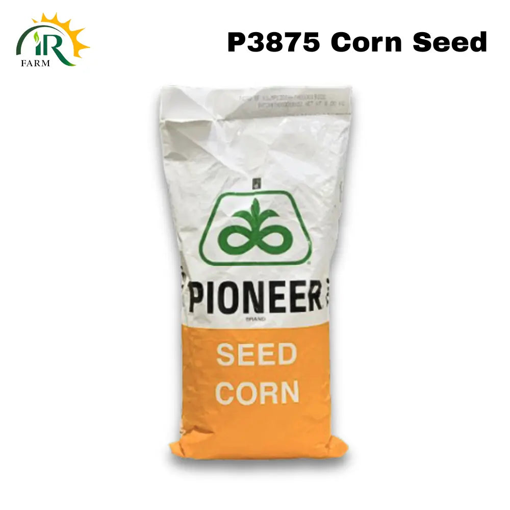 P3875 Corn Seed - Exceptional Yield and Quality for Grains and Silage