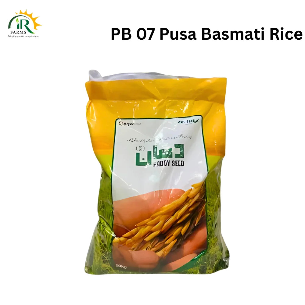 PB 07 Pusa Basmati Rice Seed – 5kg Beej Munji Chawal for Early Sowing | Evyol Group