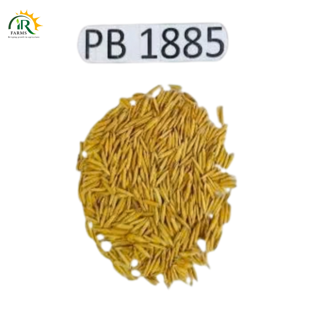 PB 1885 Basmati Rice