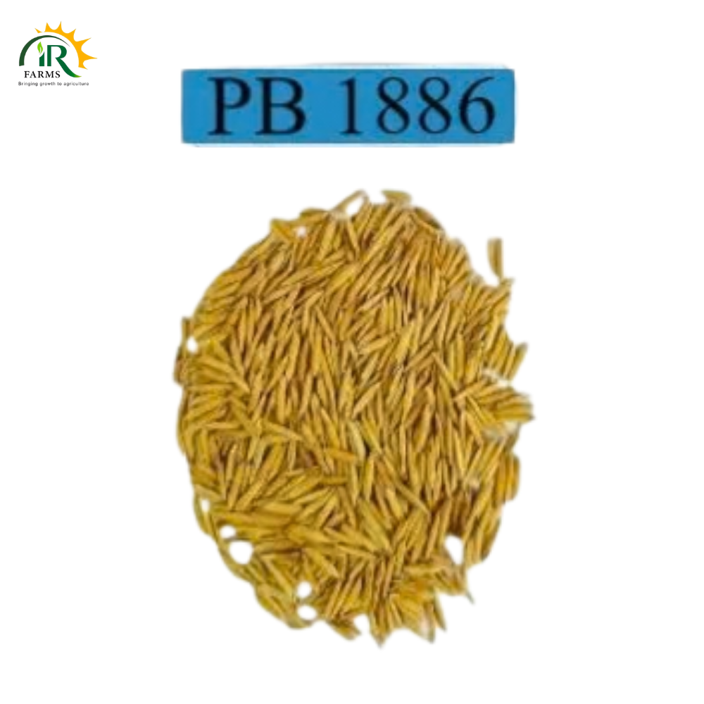 PB 1886 Basmati Rice