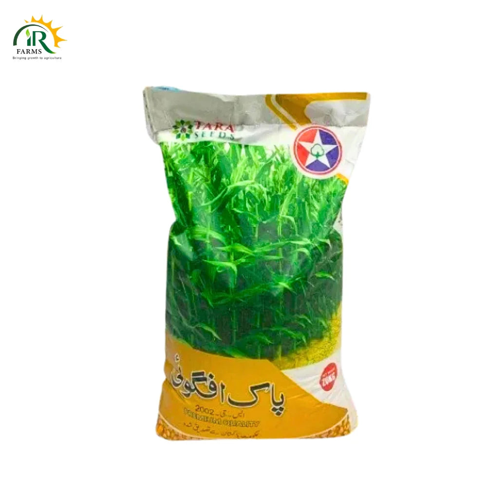 Pak Afgoi Maize Seed SG 2002 Premium Quality Fodder Corn