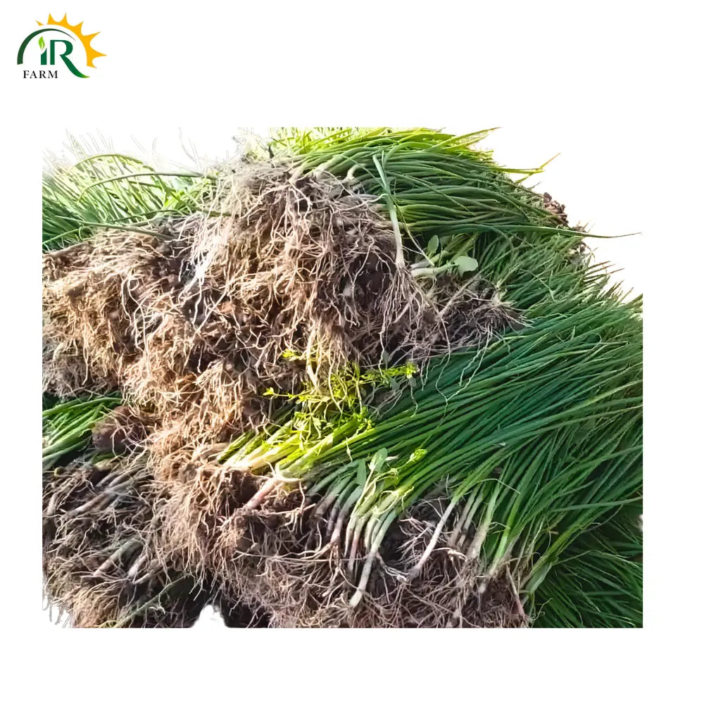 Payaz ki Paneeri 1kg – Healthy Onion Nursery Plants for Early Growth  Better Yield