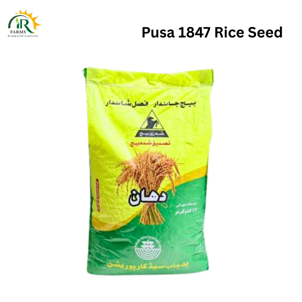 Rice Seed Pusa 1847 Basmati 10kg By Punjab Seed Corporation: The Improved Version of Pusa 1509