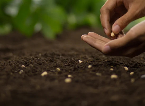 Seeds