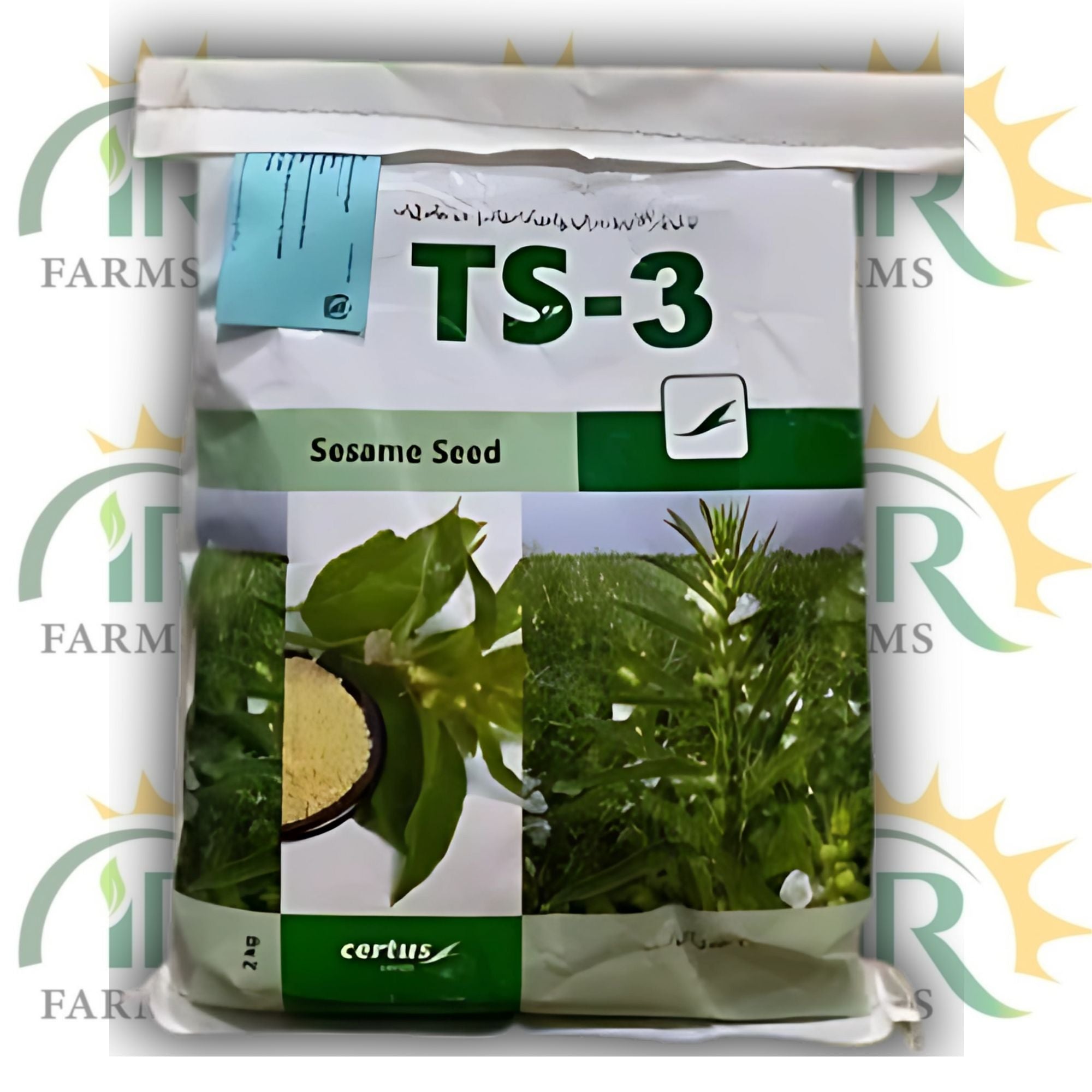 Sesame Seed TS-3 – 2kg | Pure Organic White Till Seed for 1 Acre | Evyol Combagro Kanzo