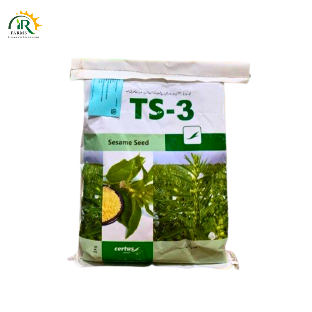 Sesame Seed TS-3 – 2kg _ Pure Organic White Till Seed for 1 Acre _ Evyol Combagro Kanzo