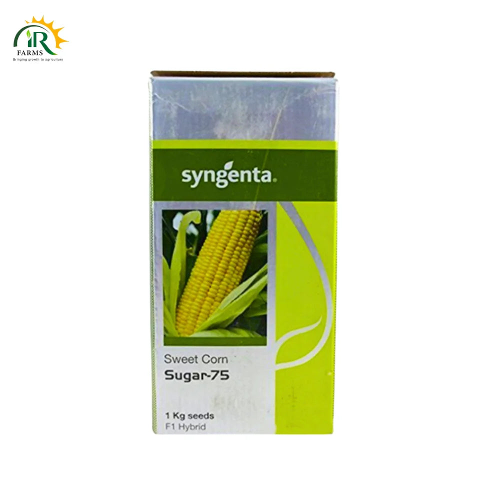 Sugar 75 F1 Hybrid Sweet Corn 1kg Syngenta Pakistan Maize Seed