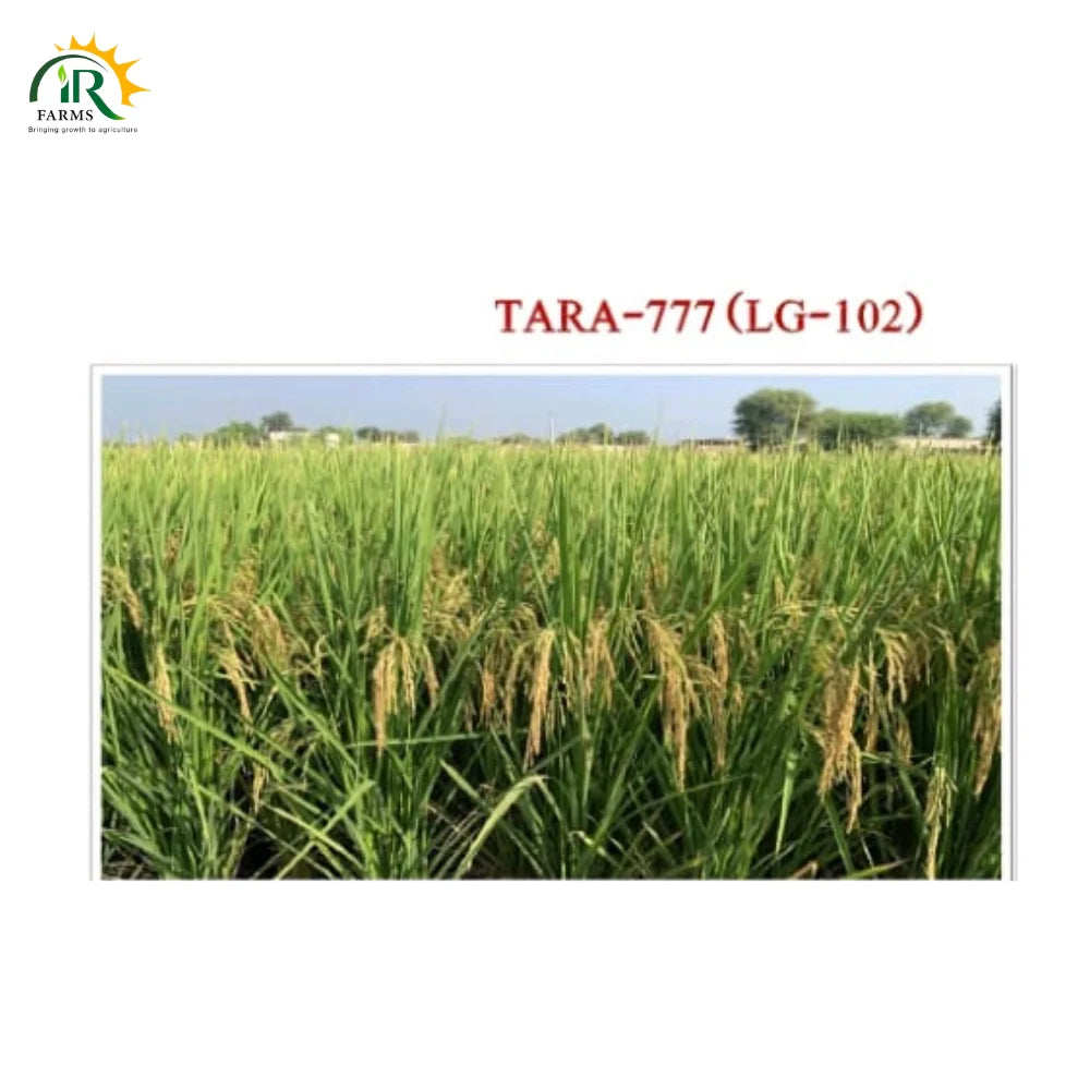 Tara-777 LG-102 extra long grain rice seed