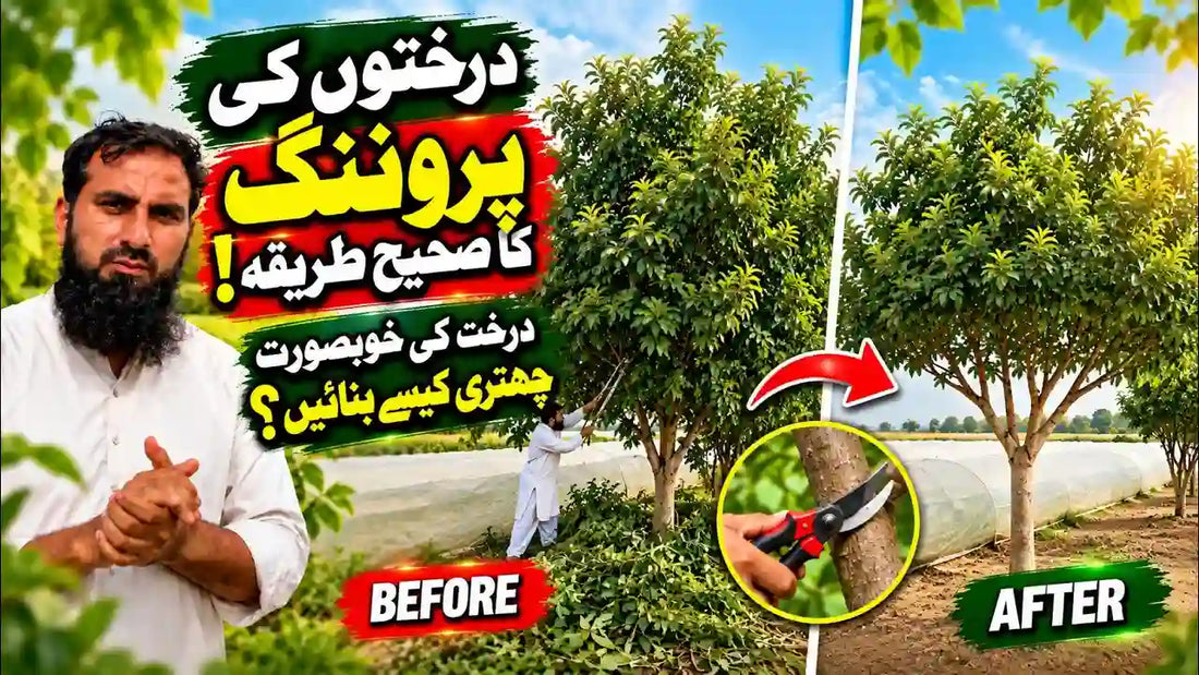 IR Farm