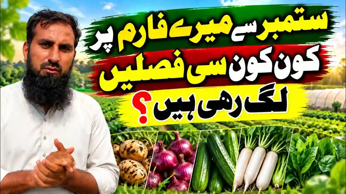 IR Farm
