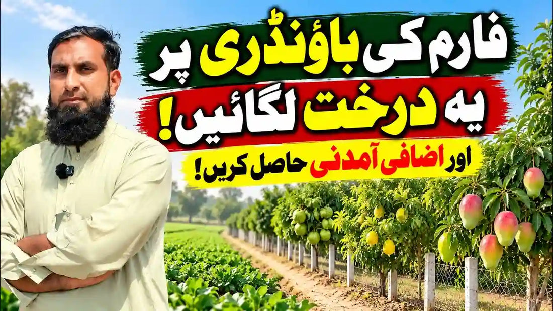 IR Farm