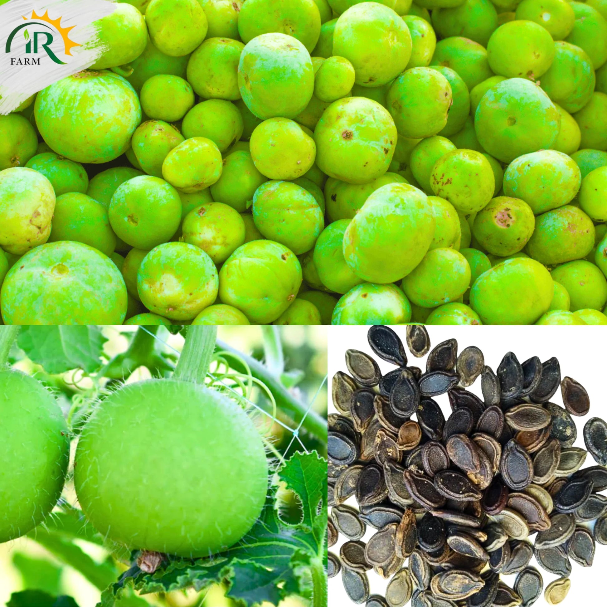 Tinda Dil Pasand Hybrid F1 Seeds