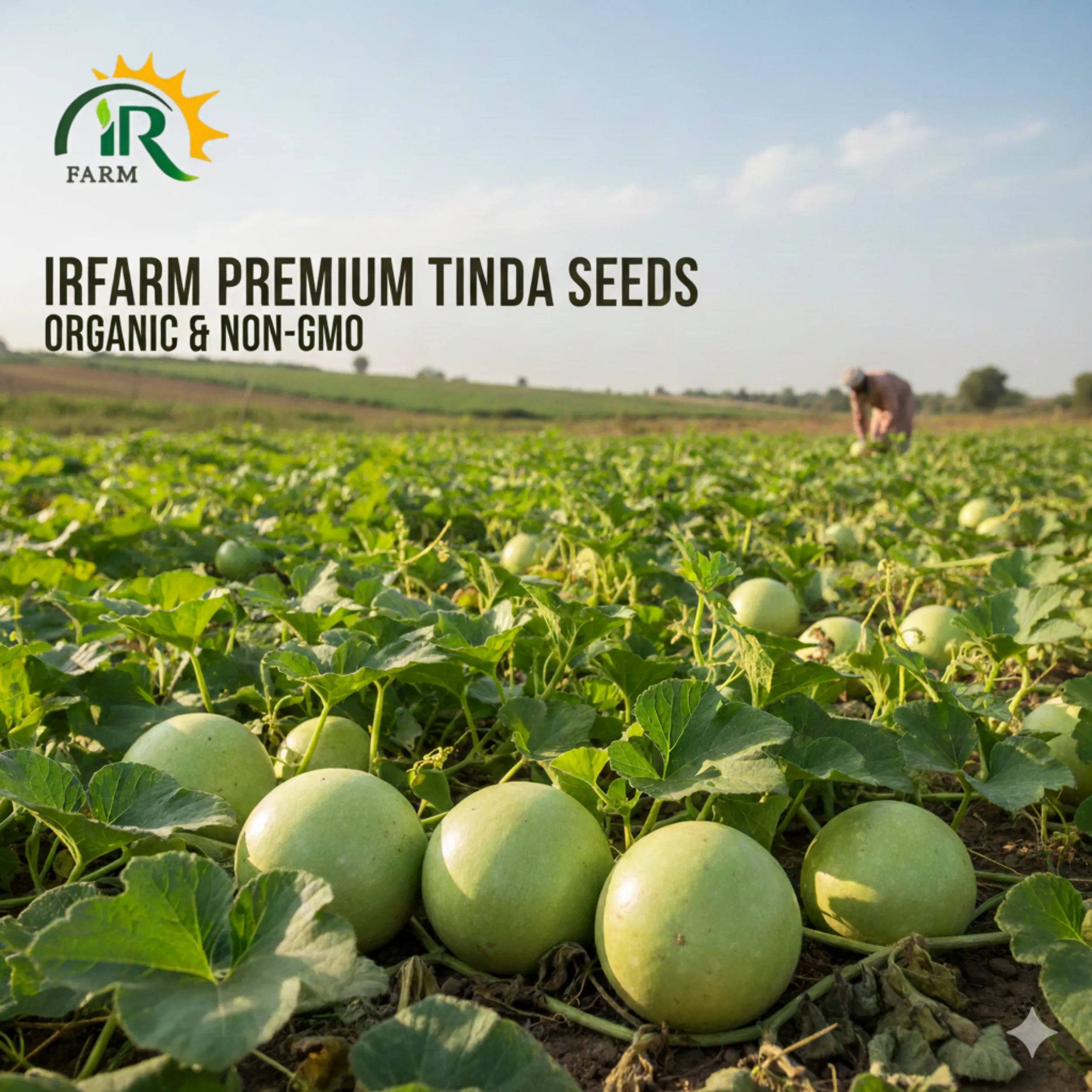 Rachna Hybrid Tinda F1