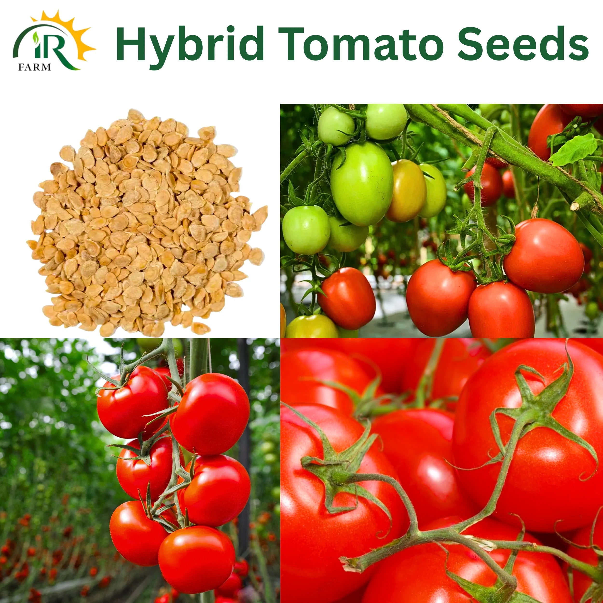 Hybrid Tomato Kashmir F1