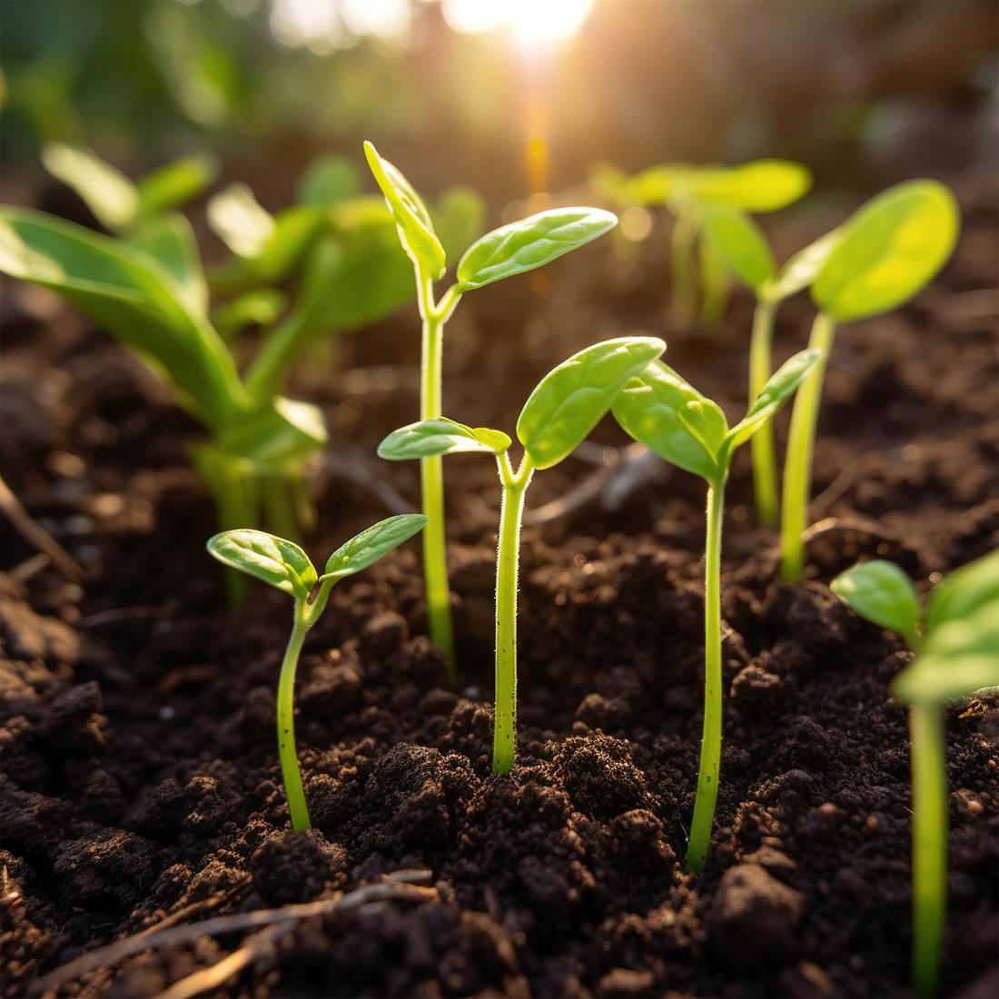 IR Farm | Best Online Agriculture Store In Pakistan