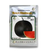 Black Chairman F1 Hybrid Seeds 50GM – Powerful Growth, Heavy Yield by Global Products