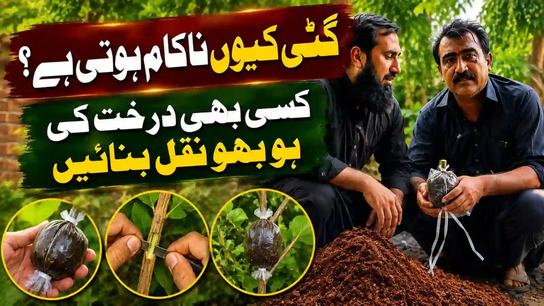guti ku nakam hoti ha full guide