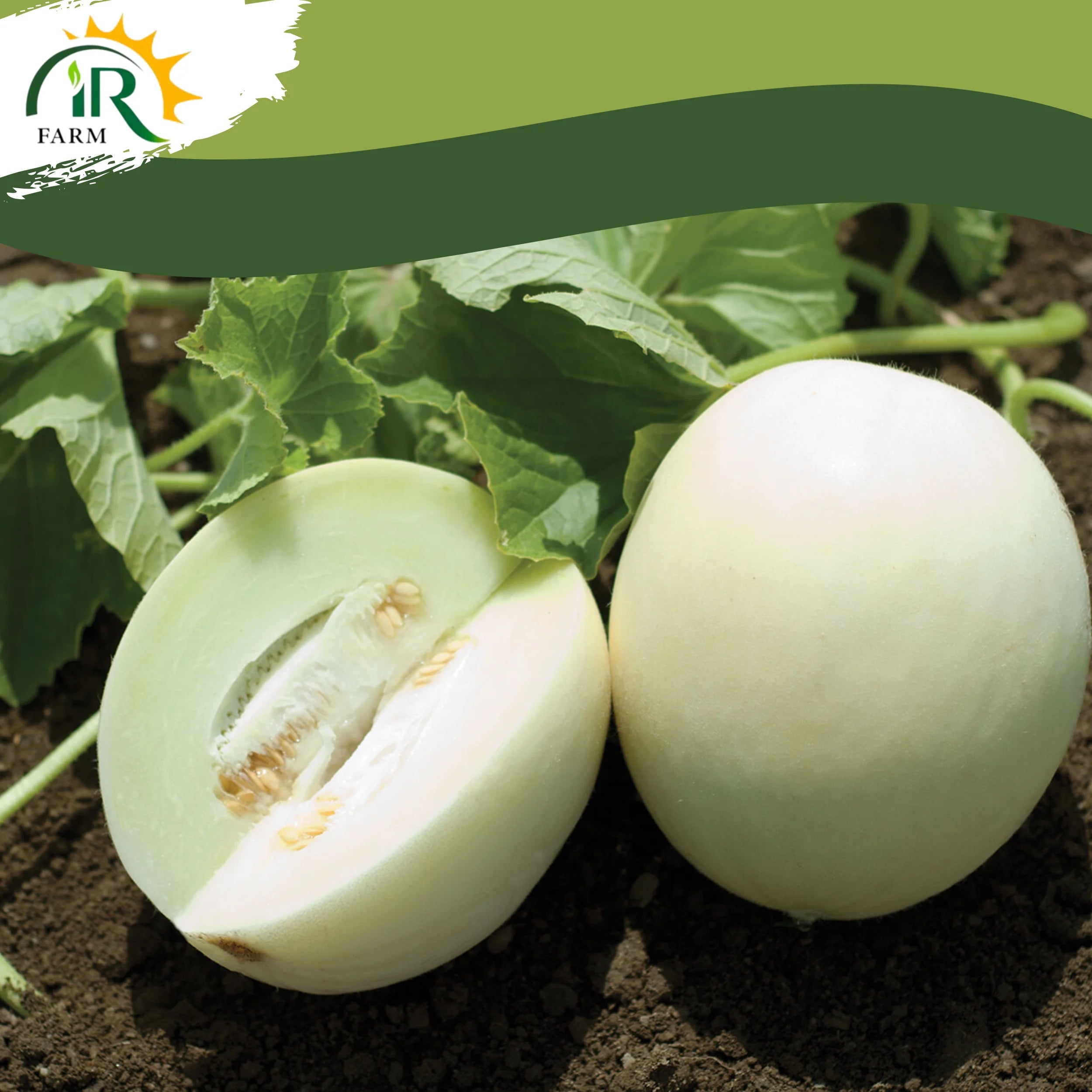 Super Sweet White Melon Seed