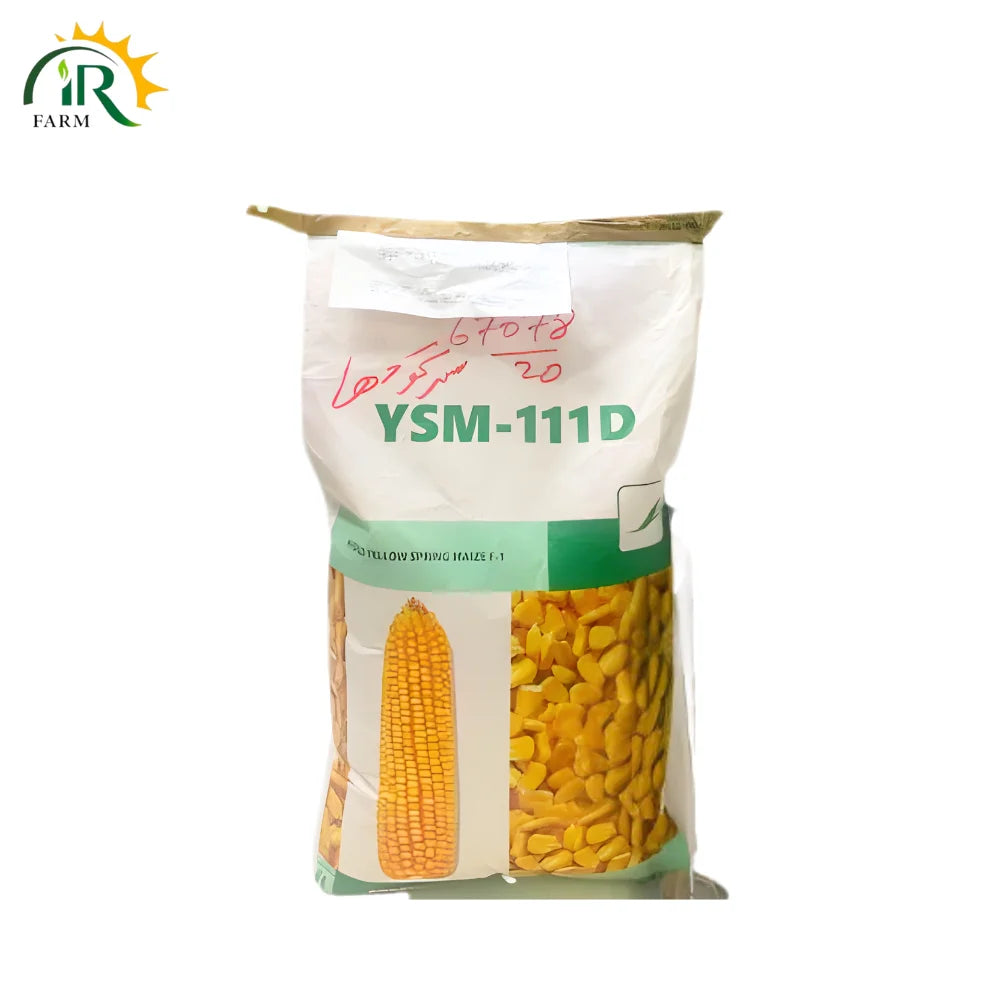 YSM-111D Hybrid Corn Seed 