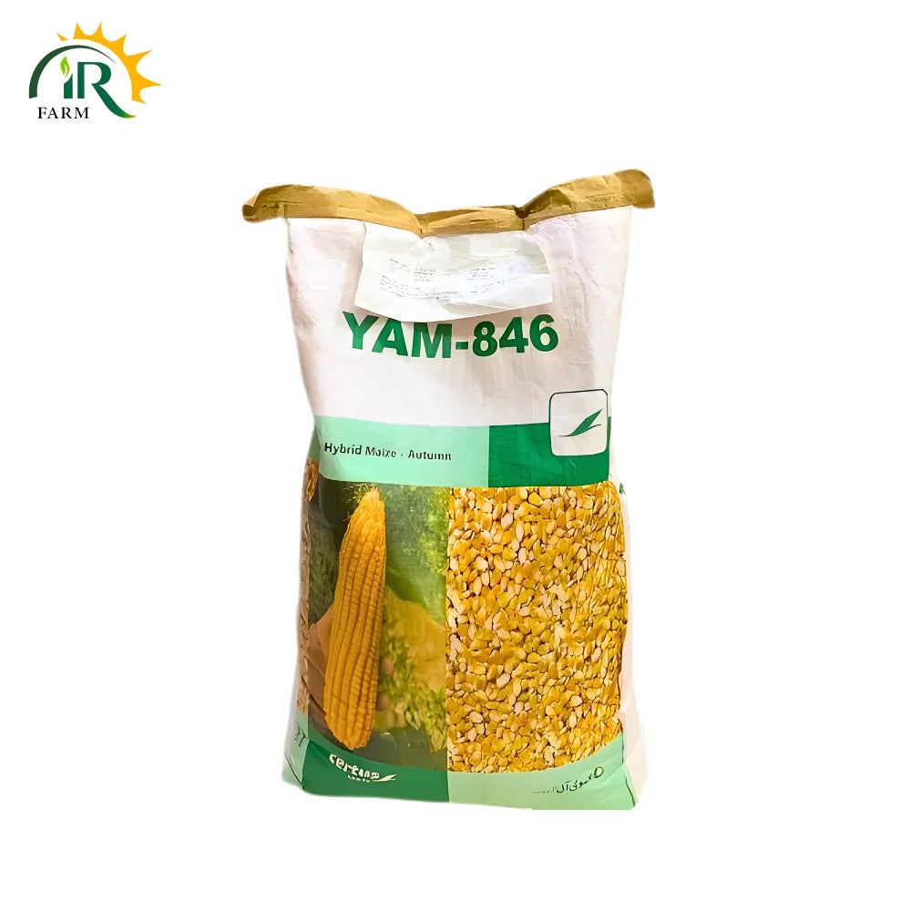 Yam 846 Hybrid Corn Seed - High Yielding Yellow Maize Seed for Disease Resistance