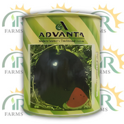 1401 Advanta F1 Hybrid Watermelon Seeds – 50gm | ICI Pakistan LCI | Red Flesh High Yield Tarbooz