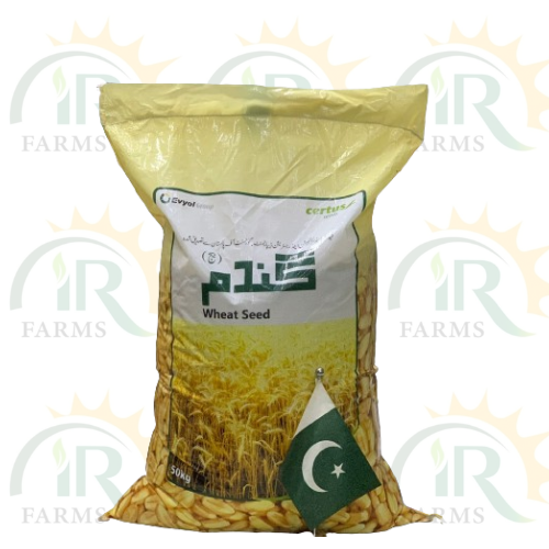 Akbar Wheat Seed 50kg Certus Seeds Evyol Group Combagro Top Quality Seed Gandum Ka Beej گندم کا بیج IR Farm