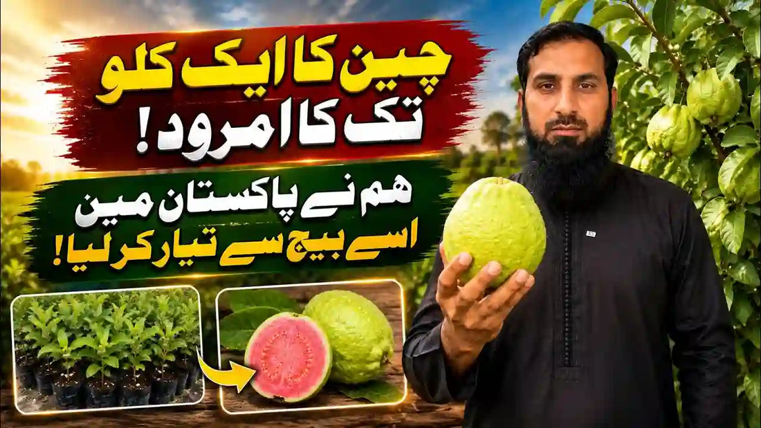 china ki amrod ki best quality
