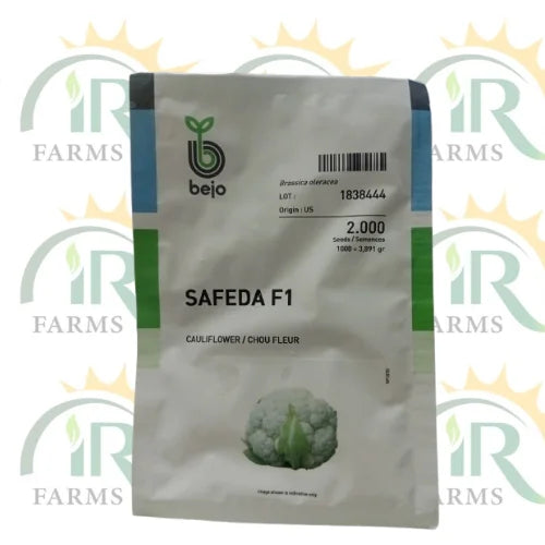 bejo safeda f1 caulilower seeds